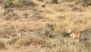 Caracal cat sighted for the first time in Cholistan desert