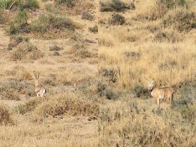 Caracal cat sighted for the first time in Cholistan desert