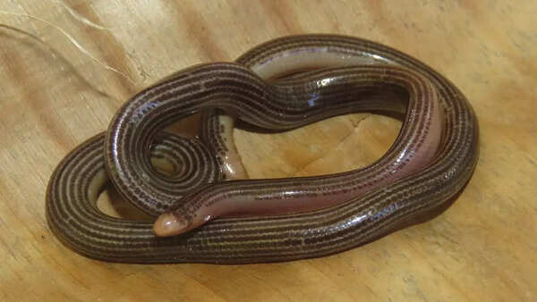 Trinidad blind snake
