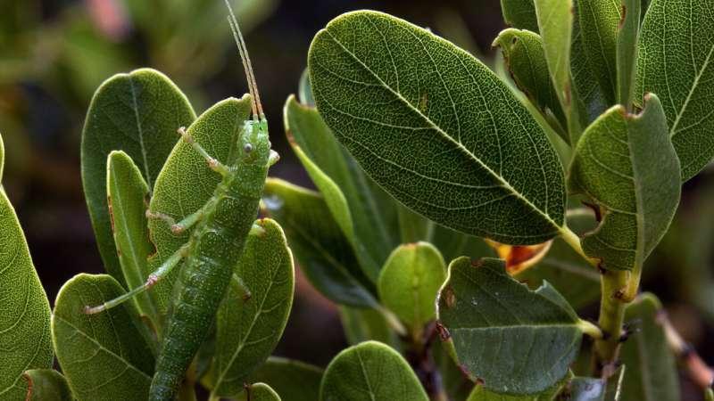 Unlocking the Genetic Basis of Adaptive Evolution: Study Reveals Complex Chromosomal Rearrangements in a Stick Insect
