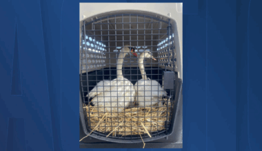 Lakeland acquires six white mute swans to enhance genetic diversity
