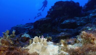 84% of the world's coral reefs hit by worst bleaching event on record