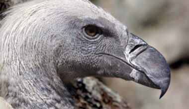African conservationists are trying to change the stigma around vultures