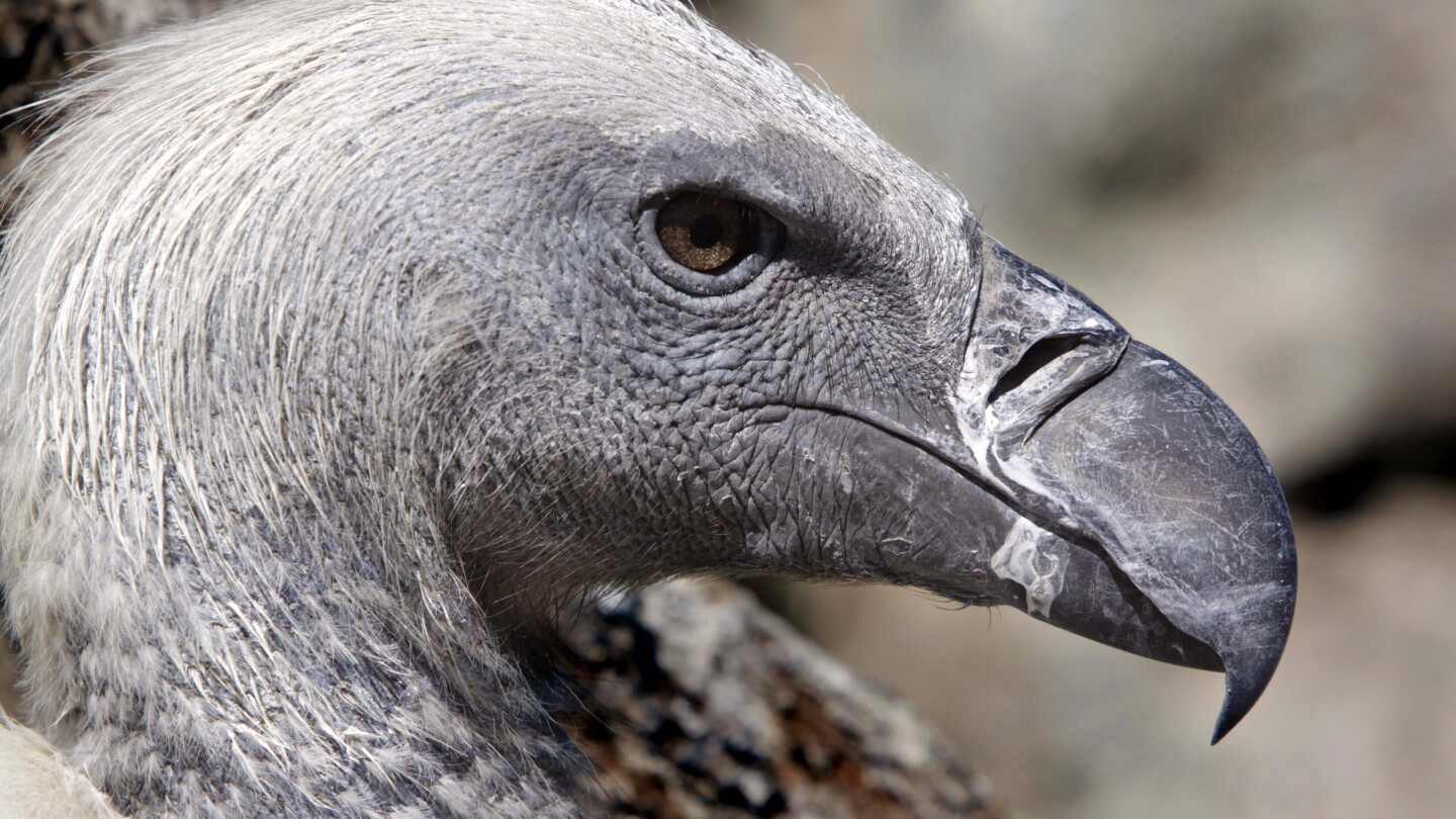 African conservationists are trying to change the stigma around vultures