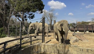 Aging animals find the extra care they need at Barcelona's zoo
