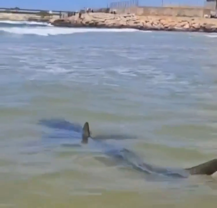 Large shark swimming near shore.