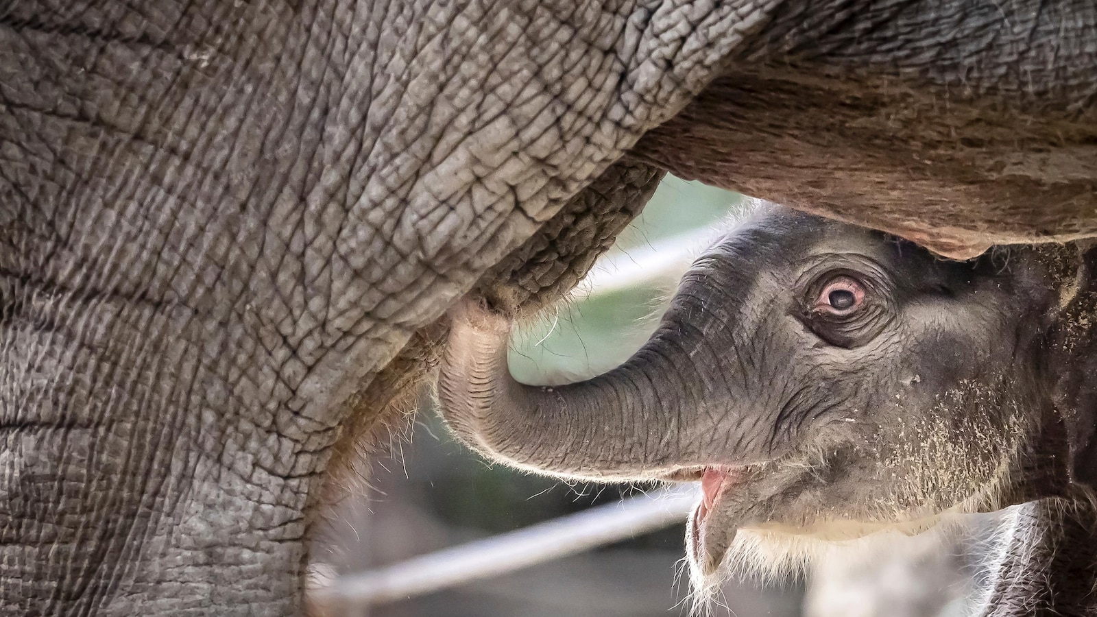 Asian elephant calf born at Zurich Zoo will have name start with the letter Z