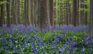 Bluebells and other spring flowers can be nature's antidote to stressful times