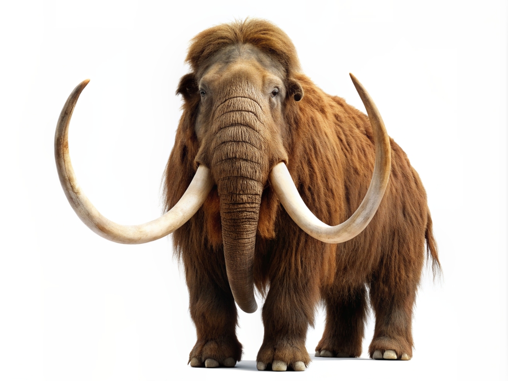 Woolly mammoth