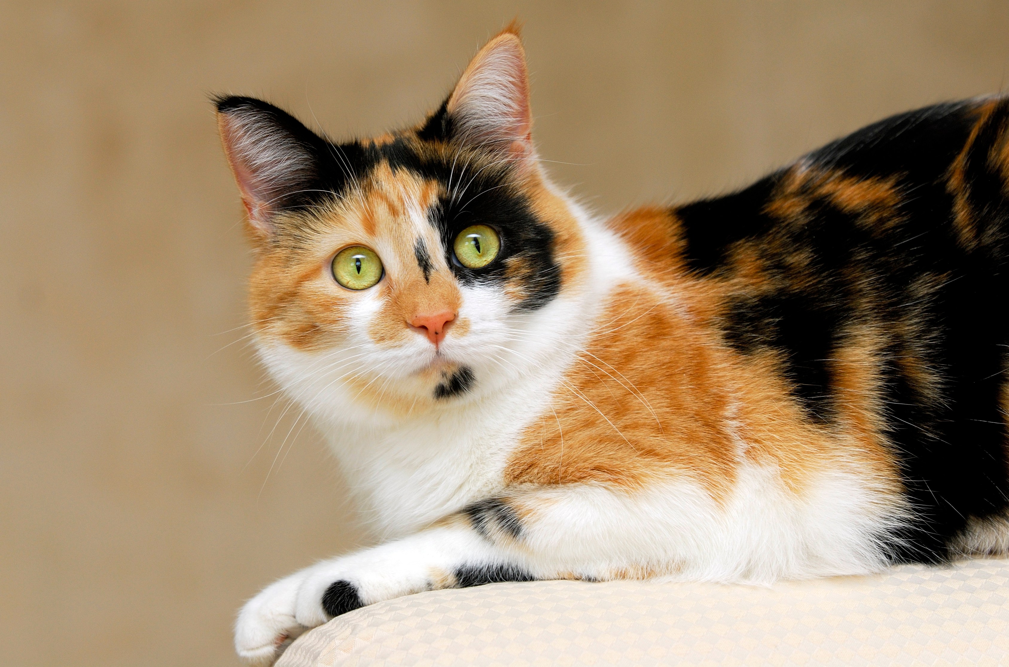 Calico cat, Lily.