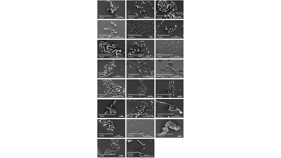26 black and white electron microscopy photos of bacteria, most of which look like rods