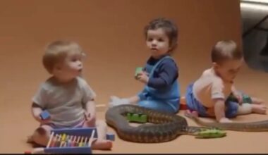 Babies Play With Snakes, What Scientists Discovered Will Surprise You