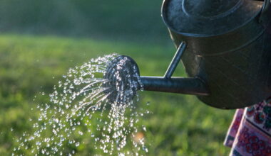 Abundance London launches tree watering campaign in Chiswick