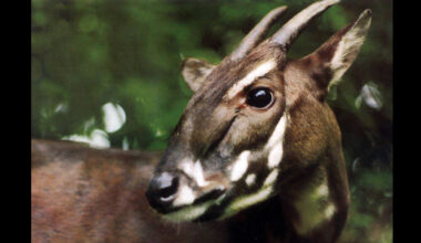Close-up of a saola, a rare and endangered deerlike mammal with long, slightly curved horns and distinct white facial markings, against a blurred green forest background.