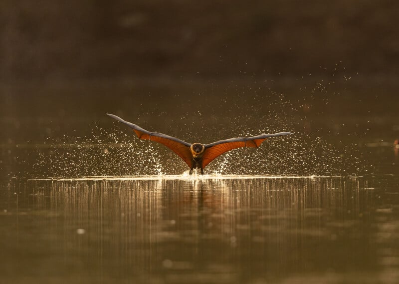 A bat with outstretched wings skims the surface of water at sunset, creating a spray of droplets and reflecting warm golden light.