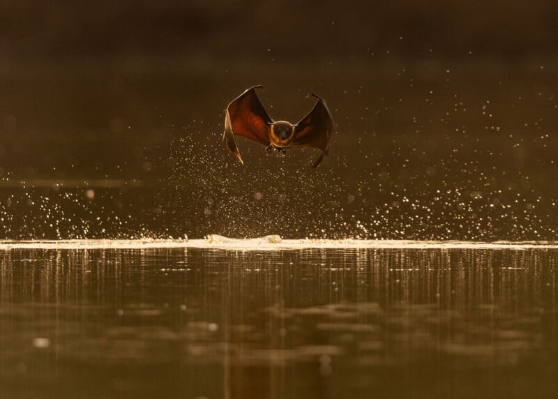 A bat flies low over a calm body of water at dusk, with its wings outstretched and droplets splashing up as it skims the water’s surface.