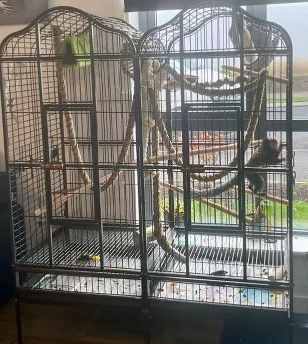 An image of a large metal bird cage sitting in a window, with a small monkey crawling up the bars.