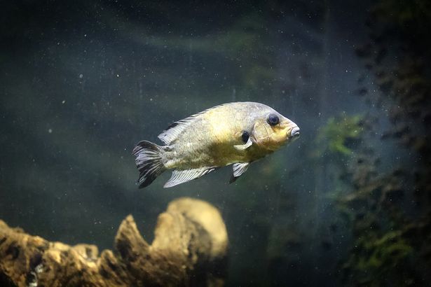 Bolton Aquarium