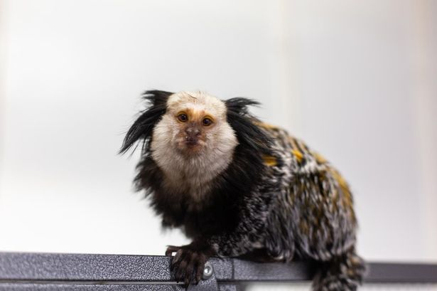 An image of a small monkey with black, white and yellow fur.