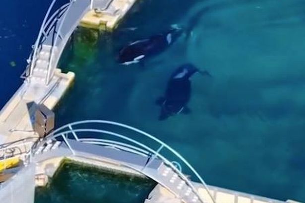 Orcas swim aimlessly in their small enclosures at France's shut down Marineland Antibes