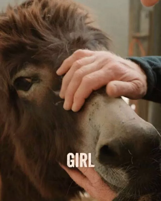 His donkey Clover is set to give birth 'any day'