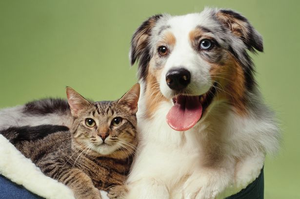 Australian Shepherd dog and Cat in basket