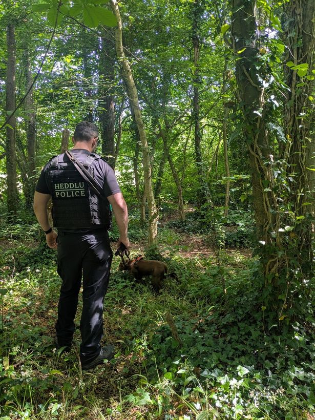 A policeman watches a dog who is rummaging through leaves and shrubbery