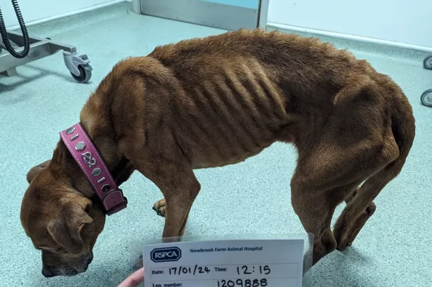 Staffordshire bull terrier-type dog, Brindy, was found in an emaciated state and had been vomiting after being in the care of Natalie Bailey in Cooksey Lane in Kingstanding 