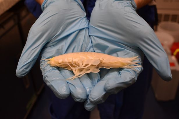 amphipod