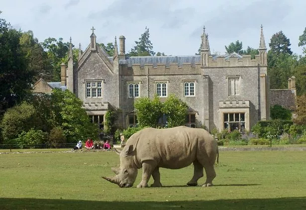 Rhinos at Cotswold Wildlife Park and Gardens