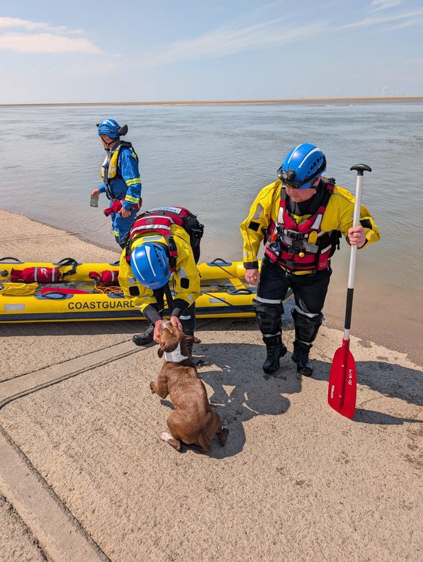  Lola had slipped her lead during a walk and dashed onto the beach