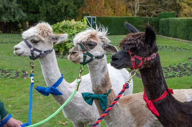 The alpacas at Walton Hall and Gardens