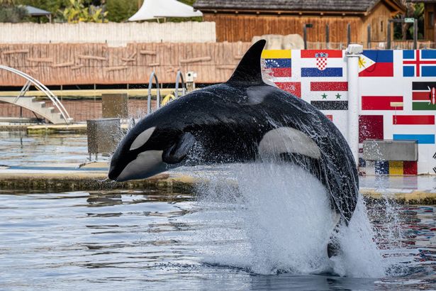 An Orca performs at the marine theme park Marineland in Antibes, south-eastern France, on January 2, 2025. Marineland park will close its doors to the public permanently on January 5, 2025. Created in 1970 and located in Antibes, Marineland is the largest marine zoo in Europe. The November 2021 law "banning cetacean shows means that Marineland will have to envisage this closure" in January 2025, said the park, adding 90 percent of its visitors come for its orca and dolphin performances. Marineland has until December 2026 to part with its two remaining killer whales, Keijo and Wikie. (Photo by MIGUEL MEDINA / AFP) (Photo by MIGUEL MEDINA/AFP via Getty Images)