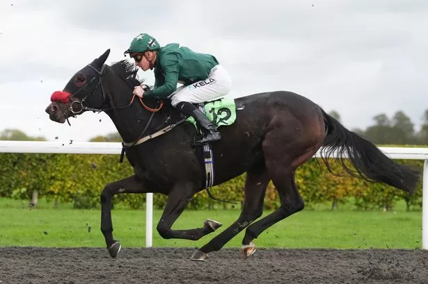 Big Gypsy King, the horse owned by Spencer Brown and Tyson Fury