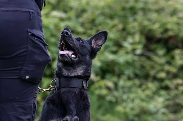 Police Dog Daisy