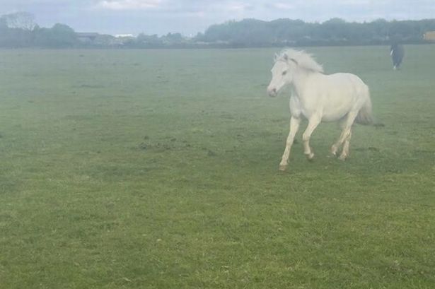 Gellings Riding School shared these images of a horse on social media after concerns about its condition were raised (Credit: Gellings Riding School Facebook)