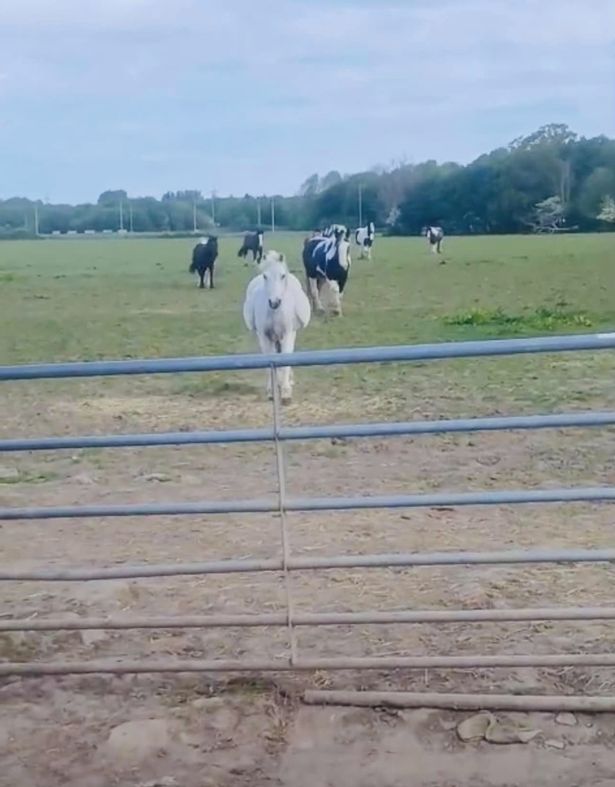 Gellings Riding School shared these images of a horse on social media after concerns about its condition were raised (Credit: Gellings Riding School Facebook)