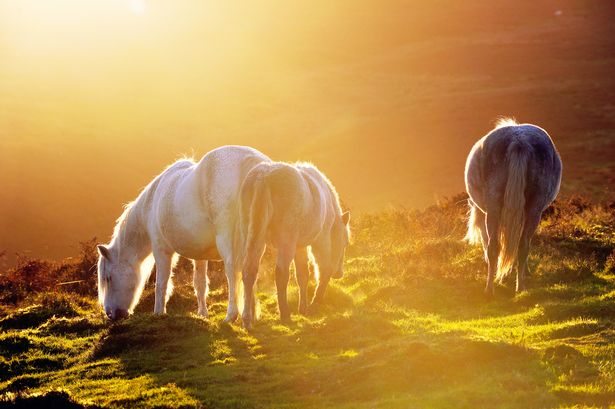 Along your walk, you will find iconic views of the Shropshire Hills and can admire beautiful wildlife