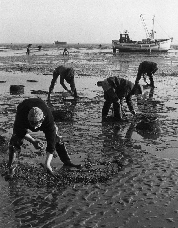 Men busy collecting cockles in the early morning. May 4, 1973
