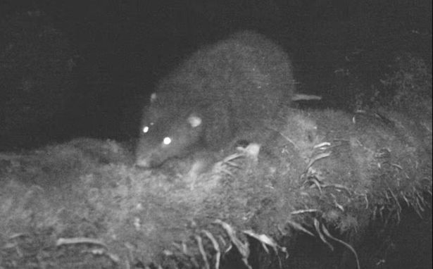 A scientist has discovered a whopping species of rat that measures more than 2.5 feet long  three times the size of a brown rat. 