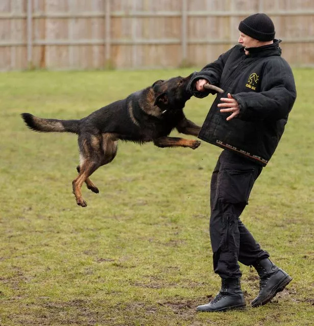 A police dog leaping and biting an instructor's arm during a training exercise