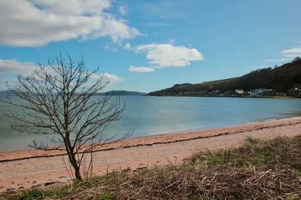 Lone tree at the beach of Kilchattan Bay, Isle of Bute, Scotland.