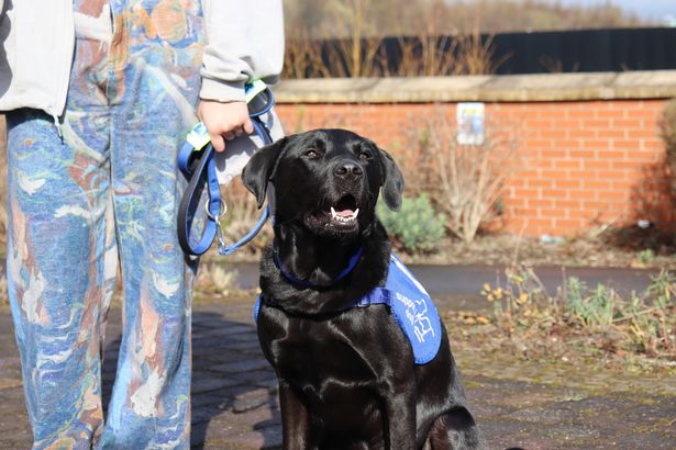 Disability assistance dog Bleddyn is helping to change owner Elie-Mai Riddick’s life