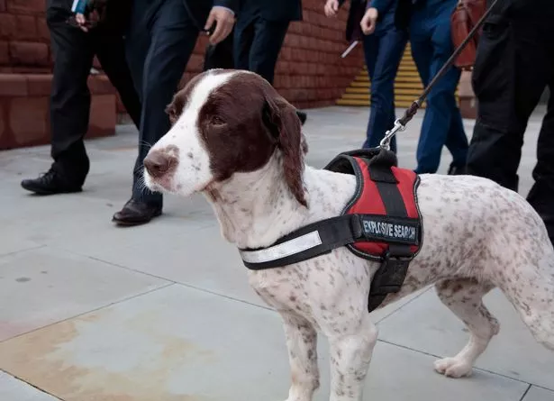 A sniffer dog deployed to "Operation Protector" at the Conservative Party conference in 2019