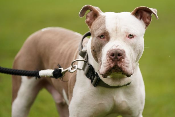 File image of XL Bully 
