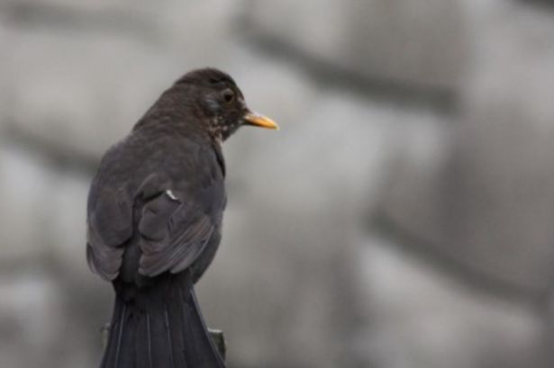 Infected insects can spread the deadly Usutu virus to blackbirds, raising fears for anyone with a blackbird in the garden as spring continues.