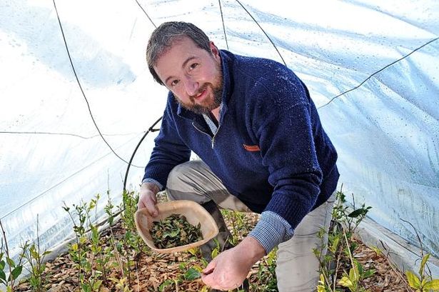 Tea grower Tam O'Braan, Dalreoch Farm, Amulree, Perthshire.