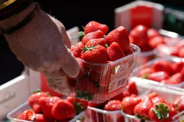 Strawberry fans are being warned over a so-called "giant" bumper crop.