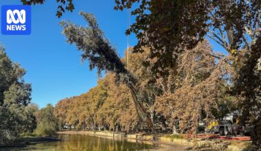 Hyde Park islands to be stripped as shot-hole borer infestation takes hold