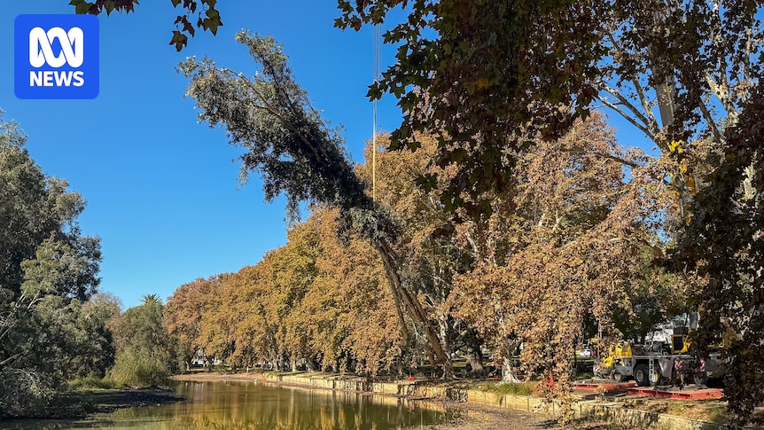 Hyde Park islands to be stripped as shot-hole borer infestation takes hold